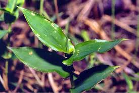 Image result for Arthraxon