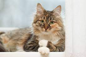 Wayne county, richmond, in id: 11 Tips For Looking After Long Haired Cats Cat S Best
