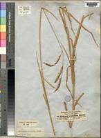 Image result for Urochloa oligobrachiata