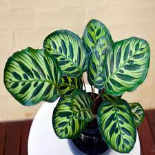Peacock Plant Calathea Makoyana Peacock Plant Calathea Plant Plants