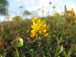 Image result for Lotononis bainesii