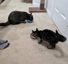 Your adoption counselor can provide information about the detriments of for adopters looking for declawed cats, we sometimes have previously declawed cats at cat awaiting adoption. 2019 Year Of The Cat Adopting Integrating Losing I M Not A Beauty Guru