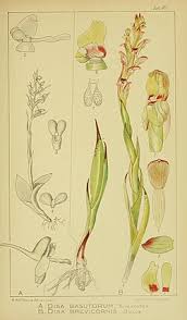 Image result for Disa brevicornis