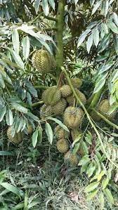 Mangga mas hitam 4 kaki tinggi 4. Penjagaan Pokok Durian Petani Kebun Durian Hybrid Klie Facebook