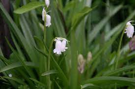 It grows 15 to 30 cm. Lily Of The Valley Look Alike Hometalk