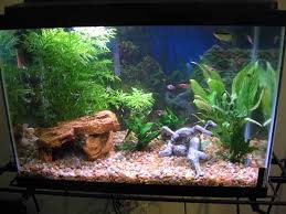 This 20 Gallon Planted Tank Has A Rock Formation And Fake Wood Laying On River Rock The Largest Fish I Cool Fish Tank Decorations Tropical Fish Tanks Fish Tank