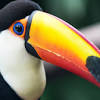 The hornbills are a family of bird found in tropical and subtropical africa, asia and melanesia. Https Encrypted Tbn0 Gstatic Com Images Q Tbn And9gcstafregupdgpvx6trihnr2xaxodmbpdd9mtg Jxqyde B2bweb Usqp Cau
