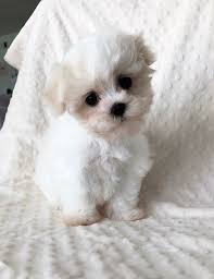 Vaccinated and wormed with a shot record. Teacup Maltipoo Puppies For Sale Novocom Top