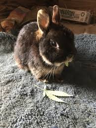 European rabbits were amongst the earliest of mammalian pests to be introduced to new zealand. Can Rabbits Eat Fan Leaves 420 Magazine