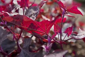 Image result for Plectranthus fruticosus
