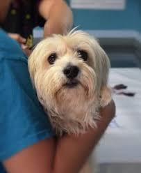 Heartworm larvae are transmitted to dogs via mosquitoes. Can Black Widow Bites Kill A Dog Dogs Health Problems