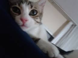 kedi sahiplendirme panosundaki pin