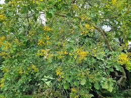 Image result for Pterocarpus rotundifolius