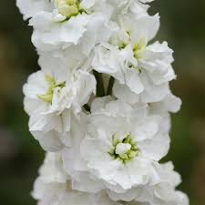 Image result for Matthiola