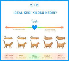 kedinizin ideal kilosu ve yag orani kedi kopek veteriner vtm animalhospital ankara cankaya dog cat vet veterinerh kedi veterinerler hayvan