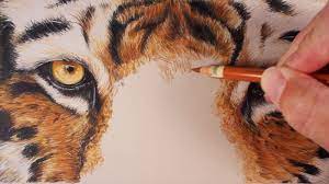 800 x 450 jpeg 51 кб. Draw A Tiger With Colored Pencils