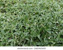 Image result for Oldenlandia angolensis
