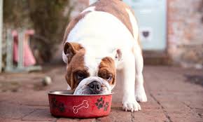 2 nine diy slow feeder dog bowls. Choosing The Right Dog Food Bowl Yes It Matters The Dogington Post