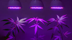 Best grow light for 6 plants. Best Led Grow Lights For Indoor Marijuana Plants American Marijuana