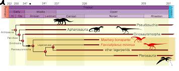 Image result for Maerua friesii