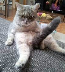 고양이 발기.jpg | 과거 유머 게시판(3)