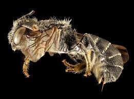 Image result for Hermbstaedtia