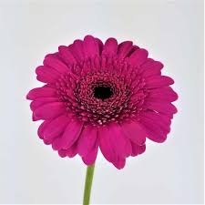 Image result for Gerbera