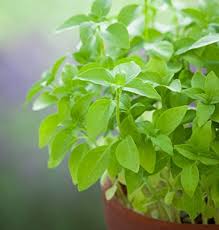 18 Types of Basil to Grow for Cooking & Medicinal Uses | Best ...