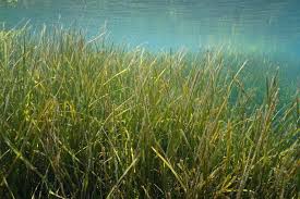 Image result for Cymodoceaceae