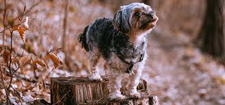 If you've found a lump on your dog, how can you tell if a skin lump is cancer or not? What Is Canine Melanoma Metropolitan Veterinary Associates
