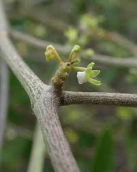 Image result for Cynanchum gerrardii