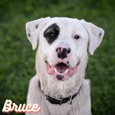 Animal control services in Santa Cruz County