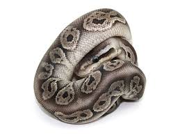 Axanthic Black Pewter Ball Python Black Pewter Morph List World Of Ball Pythons Ball Python Cute Snake Ball Python Morphs