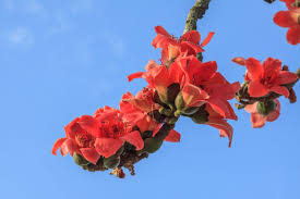 Image result for Bombax