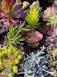 Order today for delivery between &. Succulents Assorted 3 Pot Bulk Buy Of 5 Hello Hello Plants Garden Supplies