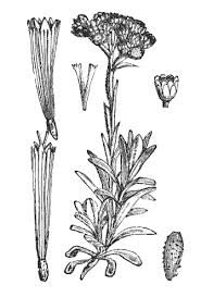 Image result for Monotes dasyanthus