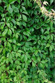Image result for Parthenocissus
