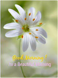 Elegant good morning flowers pic. Pin By Sunil Pawar On Good Morning Beautiful Flowers Flowers Photography Plants