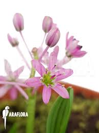 Image result for Ledebouria cooperi