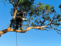 No matter if you're looking for tree removal, tree pruning or stump grinding, our specialists can come out to you to assist with all your tree care needs. Skyline Tree Service Treeserviceqld Twitter