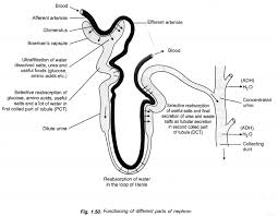 Previous Year Question Papers For Cbse Class 10 Science Chapter 6 Life Processes Learn Inst Previous Year Question Paper This Or That Questions Biology Notes