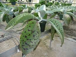 Pin En Kalanchoes