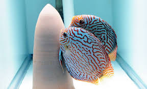 It can vary from a light blue to a rich dark. Brilliant Blue Turquoise Proven Breeding Pair Discus Com