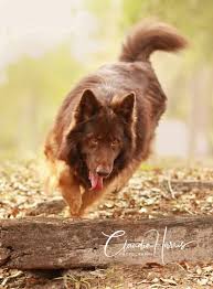 To see all available information, click on the image call: Ruskin House Of Shepherds Akc Registered German Shepherd Breeders In Florida