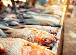 Sagara Aqua Farm Nellimolam Keezhillam Kurichilacode Road Fish Farming In Ernakulam Justdial