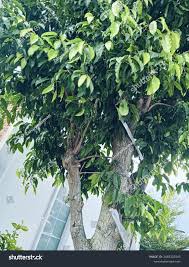 Image result for Coula