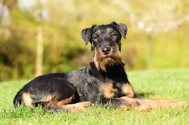 Image result for jagdteriér