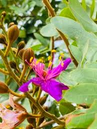 Image result for Baikiaea