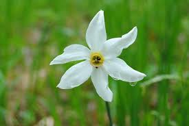 Un bouquet di fiori gialli per una persona cara è un bellissimo gesto che narcisi, semplici ma belli sia bianchi i fiori gialli sono fiori gialli simili al narciso from www.tuttogreen.it. Narciso Il Fiore Della Primavera Come Coltivarlo