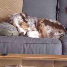 This heavy duty premium patio chair cover keeps your chair clean, dry and looking like new by reducing its exposure to outdoor elements like wind, rain, snow, dust, and dirt. Schuler Taking A Nap On The Couch Aussie Dogs Mini Aussie Shepherd Miniature American Shepherd
